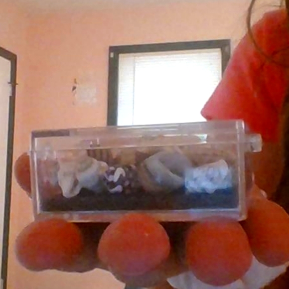 shells - Picture 1 of 3